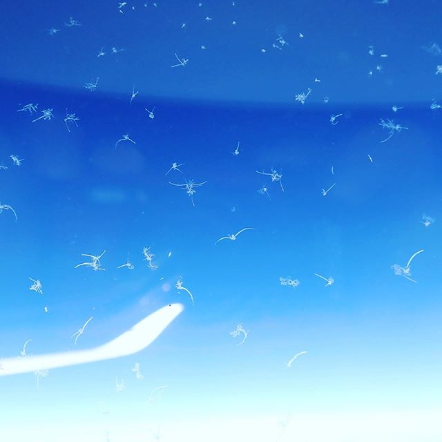 Water crystals during the flight.いつになく賑やかな飛行機の窓のアレ