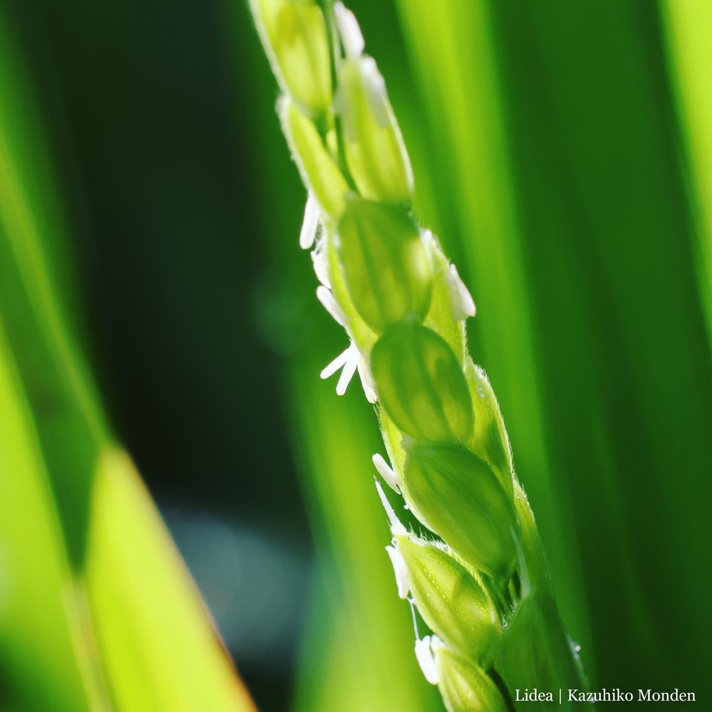 Flowers of a rice plantイネの花